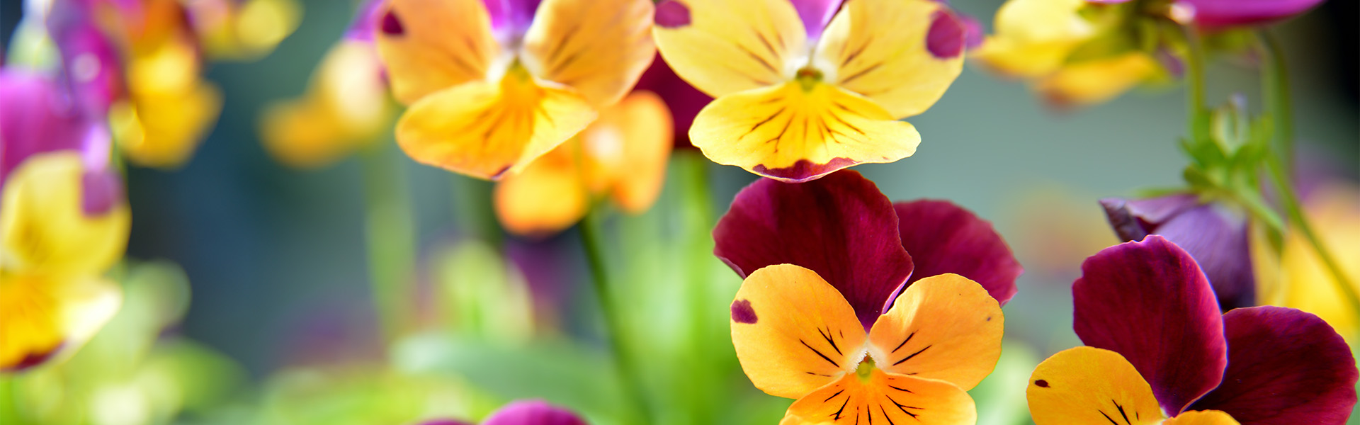 <p data-aos=fade-up style="text-align:center;"><strong>Get enchanted by a tender beauty of pansies</strong></p><p data-aos=fade-up style="text-align:center;">in garden center close to you</p><p class=vice data-aos=fade-up><a href="https://www.zahradaflora.cz/en/seasonal-plants">Více zde</a></p>